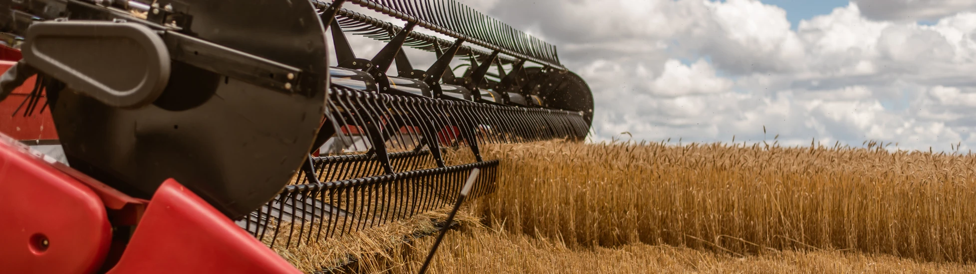 Close-up: Black/red header of a combine harvester actively cutting/gathering golden ripe wheat in a field under a partly cloudy sky.