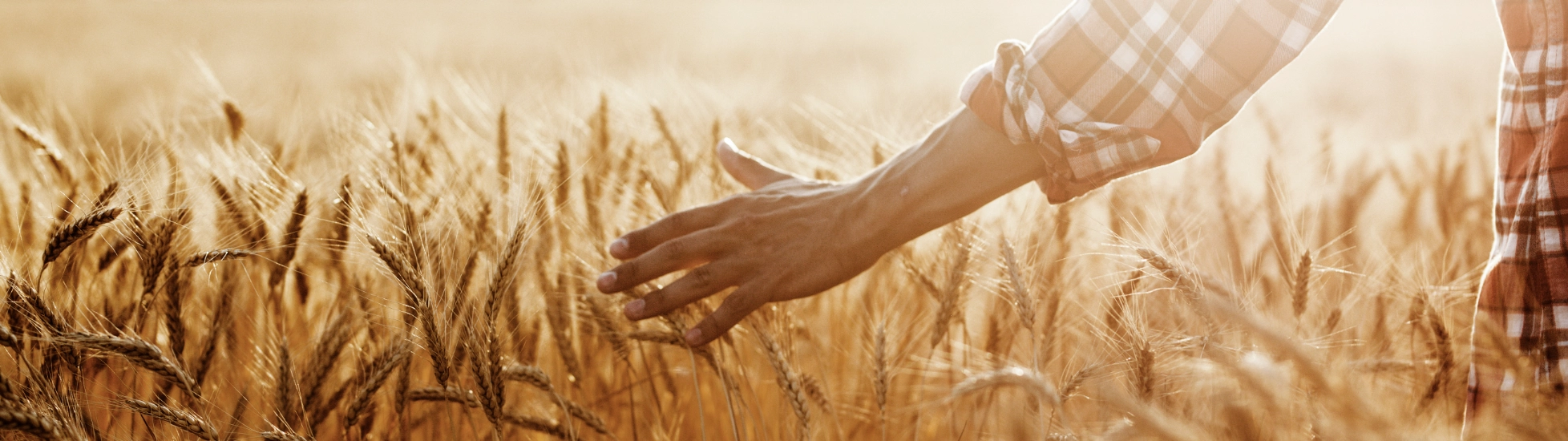 Hands lightly touching sustainainable grain in a field