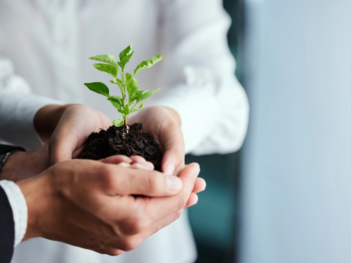 hands holding a small plant INSIGHTS image